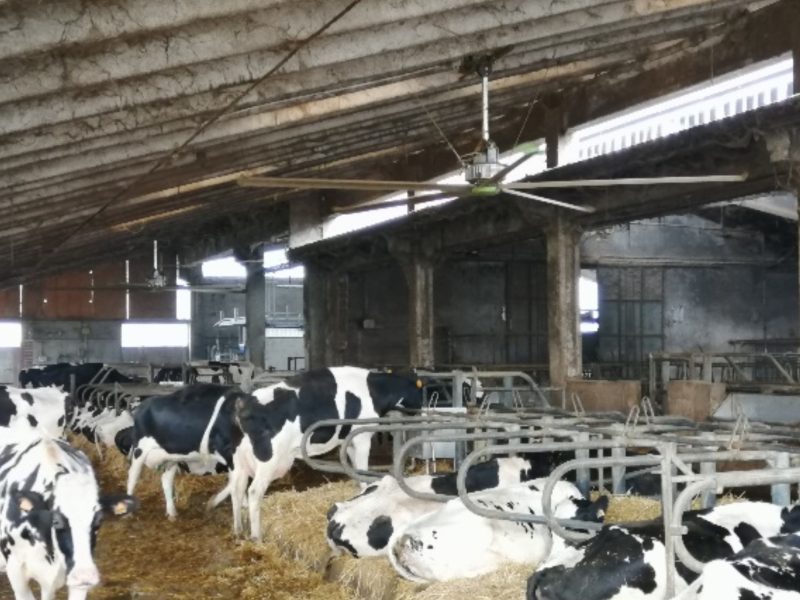 Ventilatore industriale a soffitto per allevamenti